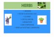 HERBS - Mahoning · 2017-04-11 · Herbs can be some of the most forgiving plants to grow. Planning before planting is always advised. Know what you are planting – some herbs are