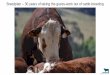 Breedplan 30 years of taking the guess-work out of cattle ......system for beef cattle Developed in Australia Used by - 44 breeds - 100 breed associations - across 15 countries Growth,