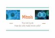Mitosis - mmefournier.weebly.com€¦ · Mitosis and cell division are necessary for cells to be replaced after they die. In you body, 3 billion cells die every minute. (age, damage,