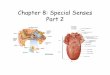 Chapter 8: Special Senses Part 2...Chapter 8: Special Senses Part 2. Anatomy of the Ear • Broken into 3 major parts – External Ear – Middle Ear (ossicles) – Internal Ear 