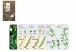 Presentazione standard di PowerPoint · 2018-03-21 · Poiché le sue piante con semi verdi erano omozigoti per tali alleli (aa), solo questi potevano essere trasmessi alla loro progenie