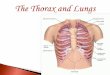 Describe abnormalities of the chest in two dimensions · lungs to move easily within the rib cage during inspiration and expiration The pleural space is the potential space between