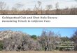 Goldspotted Oak and Shot Hole Borers - Special District · Albizia julibrissin) 12. English oak (Quercus robur) 13. Coast live oak (Quercus agrifolia)* 14. London plane (Platanus