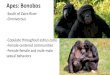 Apes: Bonobos - WordPress.com · 2019-10-24 · Apes: Bonobos. Homo sapiens-Every continent-Omnivorous-Only living bipeds-Brainsize increased enormously-Entirely dependent on culture
