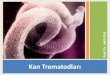 Kan Trematodları - Prof KUK – Hacamat ve Sülük Tedavisidrkuk.net/download/ders_notlar/08-Kan-ve-akciger-trematodlari-S.KU… · Kan ve Akciğer Trematodları / KUK S 24 Schistosomiosis