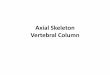 Axial Skeleton Vertebral Column - Mrs. Skeleton - Vertebral Colum¢  Axial Skeleton Vertebral Column