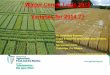 Winter Cereal Trials 2013 Varieties for 2014 · Winter Wheat RL Trials 2013 Variety Yr Agt 3 yr average **Yield 13 (C =10.8 t/ha/ 4.4 t/ac) Yield 12 (C = 8.1 t/ha 3.2t/ac) Yield 11