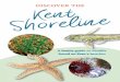 DISCOVER THE · DISCOVER THE A family guide to wildlife found on Kent’s beaches Shoreline Kent. Kent’s beaches provide wonderful ... These worms live in a u-shaped burrow, about