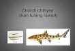 Chondrichthyes (ikan tulang rawan) - Universitas …blog.ub.ac.id/gedeekodarmono/files/2013/05/...Ciri ciri Klas Chondrichthyes •Notochord seperti rantai manik, sedikit berkapur