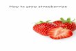 How to grow strawberries - Achieve Together · 2020-03-24 · How to grow strawberries . Preparing the ground . Before planting your strawberry plants make sure the ground is well