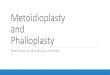 Metoidioplasty and Phalloplasty Surgical Optionsthrive.kaiserpermanente.org/care-near-you/northern-california/eastbay/wp...Testosterone and phallus Length o Glans (phallus) growth