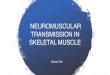 NEUROMUSCULAR TRANSMISSION IN SKELETAL …physiology.lf2.cuni.cz/teaching/seminars_Valouskova...Cardiac Muscle In Comparison To Skeletal Muscle Cardiac muscle Skeletal muscle Nuclei
