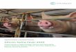 African Swine Fever 2020 - IHS Markit...African swine fever (ASF), is a highly contagious viral disease of domestic and wild pigs that has become a serious global threat to the pig