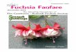 The Monthly Newsletter of The Camborne - Redruth Fuchsia ... The bonsais have all been defoliated and