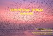 ПЕРЕЛЁТНЫЕ ПТИЦЫ (весной)cpmss.edu.ru/wp-content/uploads/2020/04/... · Вот возвращаются с теплых краев перелетные птицы