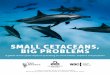 SMALL CETACEANS, BIG PROBLEMS · 2018-09-05 · SMALL CETACEANS, BIG PROBLEMS A global review of the impacts of hunting on small whales, dolphins and porpoises GLOSSARY A report by