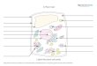 A Plant Cell Worksheet · A Plant Cell 00 O 00 00 0 000 Label the plant cell parts