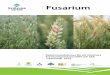 Fusarium - Swedish Agro · Spannmålshandelns infor-mationsunderlag som till exempel Säker Torkning, Säker Lagring och Prima Spannmål ger god vägledning för att säkerställa