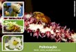 Polinização - lamam.ufscar.br§ão-1.pdf · •Os insetos, entre eles as abelhas, são os principais polinizadores tanto em culturas agrícolas quanto em ambientes naturais (POTTS