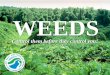 WEEDS - EMSWCD · Your Role in Weed Control Follow these steps! 1. Avoid purchasing potential weeds 2. Control/remove the weeds on your property 3. Minimize the spread of weeds 4