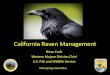 California Raven Management · Photo credit: Kevin Powell . Raven EA Alternatives ... Raven predated desert tortoises 22 38 90 131 281 Active raven nests 98 168 177 250 693 Offending