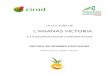 L'ANANAS VICTORIA - Cirad · 2016-04-26 · L'ananas est une culture très exigeante et l'impasse faite sur une seule étape de l'itinéraire technique comporte des risques conséquents
