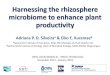 Harnessing the rhizosphere microbiome to enhance plant ...fapesp.br/eventos/2017/biobased/kuramae.pdf · Harnessing the rhizosphere microbiome to enhance plant productivity CNPq (2013/456420-4)