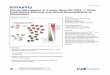 Clonal Abundance of Tumor-Specific CD4+ T Cells ...€¦ · Immunity Article Clonal Abundance of Tumor-Speciﬁc CD4+ T Cells Potentiates Efﬁcacy and Alters Susceptibility to Exhaustion