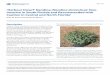 ‘Harbour Dwarf’ Nandina (Nandina domestica): Non- Invasive ...Dwarf’ nandina is hardy within USDA hardiness zones 6–10. ‘Harbour Dwarf’ plants may form berries 8–16 weeks