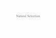 PowerPoint Presentation - Natural Selectionbirdzellbiology.weebly.com/uploads/9/0/7/0/90700465/natural_selection... · Natural Selection is a two step process: Step One: Production