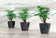 Self-Watering Planters For modern Plantscapingasdtp.com/wp-content/images/lechuza_premium.pdf · 2 LECHUZA 3 RONDO 32, 40 – Vriesea The unique advantages of LECHUZA planters •