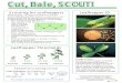 Cut, Bale, SCOUT! - ipcm.wisc.edu · Cut, Bale, SCOUT! Leafhopper Thresholds Scouting for Leafhoppers Leafhopper ID Weekly Scouting – 20 sweeps at 5 locations in each field Because