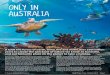 ONLY IN AUSTRALIA€¦ · experience with one of Australia’s most renowned eco-marine experts, Rob Pennicott of pennicottjourneys.com.au. Voted National Geographic Traveler of the