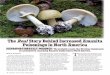Britt A. Bunyard T - FUNGI Mag AmanitaPoisonings6_9.pdfto North America. There is no doubt that many North American mushrooms resemble different mushrooms from other parts of the world