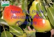 New Fire Blight Resistant Pear Cultivars...Fire Blight • Caused by the bacterium Erwinia amylovora • Endemic to North America – an annual threat in the Midwest and Eastern US