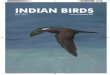 Indian Birds Vol. 3 No. 1 (January–February 2007) 1indianbirds.in/pdfs/IB.3.1.Final.pdf · Indian Birds Vol. 3 No. 1 (January–February 2007) 3 Indian Birds Indian Birds Vol. 3
