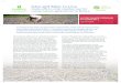 Give and Take: Tackling trade-offs in crop residue …...crop residue on farm plots should be context-specific based on agro-ecology, cropping systems and the existing level of crop-livestock