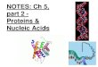 Proteins and Nucleic Acids · The Roles of Nucleic Acids There are two types of nucleic acids:-Deoxyribonucleic acid (DNA)-Ribonucleic acid (RNA) DNA directs synthesis of messenger