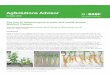 110202022 AgAdvisor Pulses Oct2016 Aphanomyces v6 · 2016-09-30 · Aphanomyces is part of the oomycete family of fungal-like pathogens and is one of the most difficult root rots