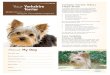Yorkshire Terriers: What a Unique Breed! · Yorkies are more likely than other dogs to have high blood pressure (also called hypertension), which may or may not be caused by another