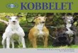 KOBBELET - Bergens Selskaps- og Brukshundklubb · på en katt i Frankrike, og mistanke om rabies på to hunder i Nederland. Det siste ble heldigvis avkreftet. På vår hjemlige arena