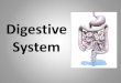 Digestive System · Digestive System . Role of the Digestive System Series of organs that convert food into essential nutrients, and moves ... Excretory System The role of the Excretory