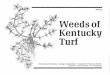 AGR-12: Weeds of Kentucky Turf - University of Kentucky ... · Title: AGR-12: Weeds of Kentucky Turf Author: J.W. Herron, Jim Martin, A.J. Powell, Plant and Soil Sciences Created