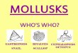 MOLLUSKS...• oysters make pearls! pearls are made when a particle (sand) gets into the shell & irritates the mantle. in response the mantle covers it with a layer of shell material
