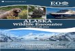 ALASKA - Educational Opportunities Tours / Homewhile on the lookout for wildlife. In the afternoon, enjoy a scenic drive to the charming town of Talkeetna. From 5:30 p.m., Talkeetna