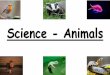 Science - Animals€¦ · the groups of animals (reptile, mammal, amphibian, bird and fish) with your child. There are pictures on the slides to show which animals are part of that