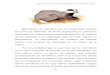 Guía de Fauna de Valverde del Camino T.E. Valverde · PDF file Guía de Fauna de Valverde del Camino – T.E. Valverde Verde 151 Mamíferos son aquellos que se caracterizan porque