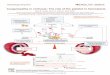 Coagulopathy in cirrhosis – The role of the platelet in ... · these tests cannot provide information on the dynamic interaction between the coagulation and anticoagulation pathways