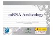 mRNA Archeology - Biocommunication · RNA parasites Celular World Eukaryotes ... Archaea, Bacteria. Structural domains of primordial metabolism and translation Caetano-Anollés D