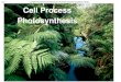 Cell Process Photosynthesis€¦ · Cell Process Photosynthesis. Cell Process - Photosynthesis. Photosynthesis is used to build carbohydrates (the main energy source of all life.)--